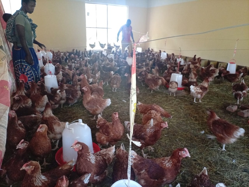 A member of the cooperative feeding poultry