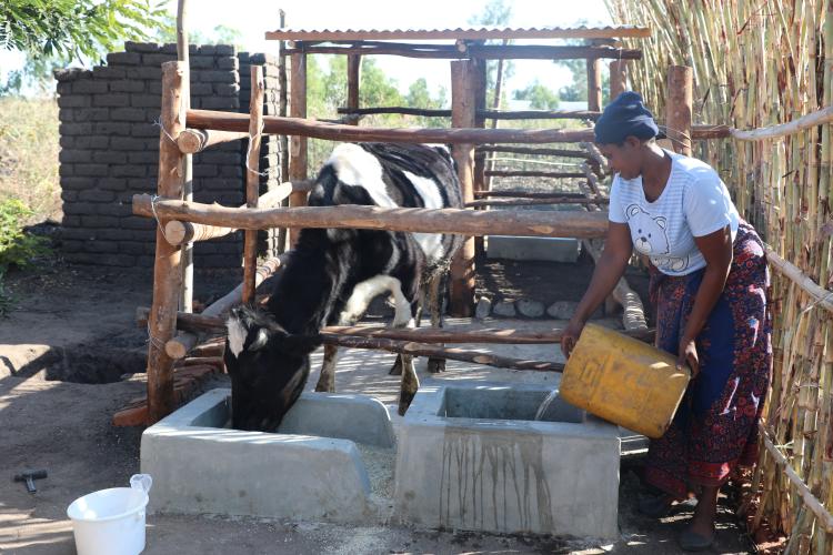 Farmer feeding cows procured through AGCOM